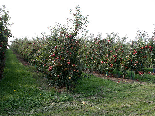 Apfelplantage bei Beeck 
