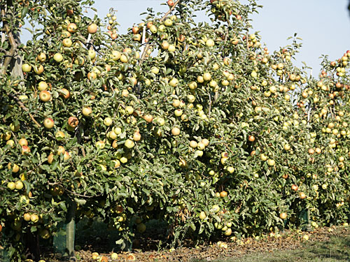 Geilenkirchen Apfelernte