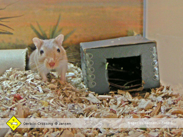 Rennmaus Nage-Box gegen Langeweile