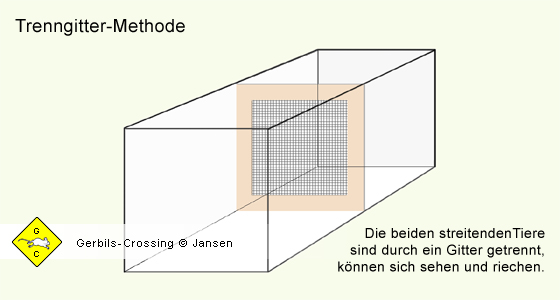 Rennmaus Vergesellschaftung Trenngitter