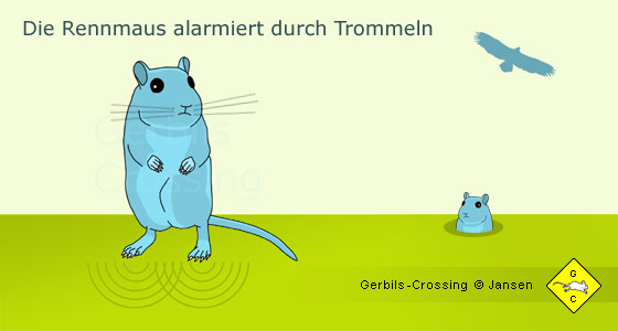 Rennmaus Trommeln bei Gefahr